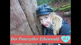 Der Paterzeller Eibenwald