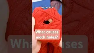 Moth Larvae Cause Moth Holes - How To Prevent This! #diy #mothholes #sweatercare