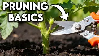 How to Prune Tomatoes for Maximum Yield and Plant Health