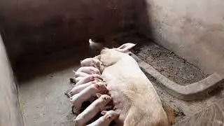 Awwwwnnnn I'm Loving this moment #cutepiglets