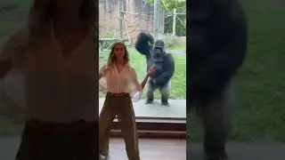 German Girl Dances&hellip; Gorilla Copies With FULL POWER 😳🦍 | Funniest Zoo Dance #gorilla #viralvideo