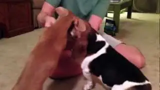 Jack (Wiener) and Sissy (Bagel) really get into opening their Christmas presents.