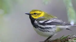 4k Bird Sounds For Sleep - Bird Sounds - Ultra Hd Bird Video