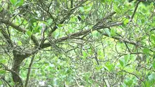 Chiffchaff calling