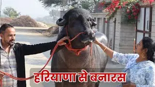 Haryana Ki Top Quality Bhains Ja Rahi Varanasi #murrahbuffalo 