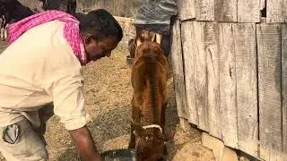 Radhe Radhe Radhe Radhe gau sewa 