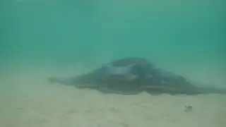 Southern Eagle Ray poem (Myliobatis australis)