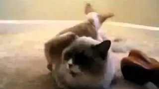El Gato Mas Paciente Del Mundo ★ humor gatos - video divertido gatos chistosos risa gato
