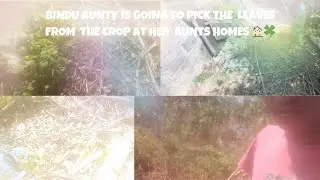 BINDU AUNTY IS GOING TO PICK THE  LEAVES FROM  THE CROP AT HER  AUNTS HOMES 🏠🍀