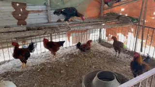 Home Farm | Enclose the barn to keep the chickens warm to avoid diseases caused by cold weather