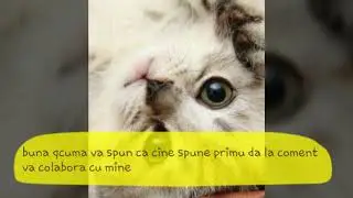 Colaborez
