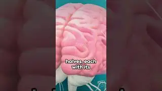 Cerebrum