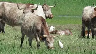Koereigers op het Mas d'Agon