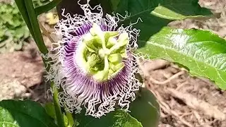 Passion Fruit Farming||Manure application