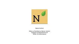 Nature Instinct
