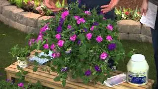 Cottage Farms 3-pc. Blueberry Bubblegum Verbena Medley Collection with Rachel Boesing