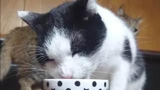 モモのご飯が気になるけど、横取りはしない優しい猫達
