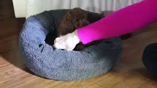 7 Week Old Cavapoo Puppy