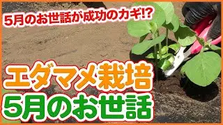家庭菜園や農園で大人気の枝豆栽培！５月作業が成功のカギ！？苗植えから間引きまでエダマメの育て方を徹底解説！【農家直伝】/ Green soybean cultivation in May.