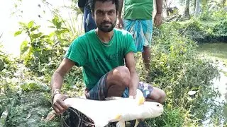 Most Popular Net Fishing Video | Amazing Big Fish Fishing Videos With Net #crazylifefishing