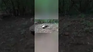 Rc Crawler 