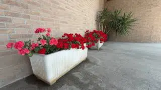 645 - PIANTE CON FIORI ROSSI DELLA NATURA - BELLISSIME STUPENDE SUPER MERAVIGLIOSE - MAGGIO 2025