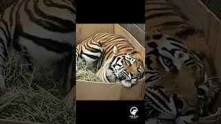 Proof ALL Cats Love Cardboard Boxes&mdash;Even a 500-lb Tiger! 😂🐯