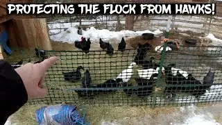 Protecting the Flock from Hawks!  And a BIG Surprise!  (Homestead Vlog!)