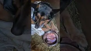 Рекс и его преданность куриным шеям) #овчарка #немецкаяовчарка #germanshepherd