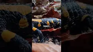 Альпийская саламандра: жизнь над облаками..#шорты #короткометражныевидео