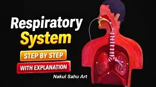 Respiratory system working model science Project lungs working model #biology #medical NakulSahuArt