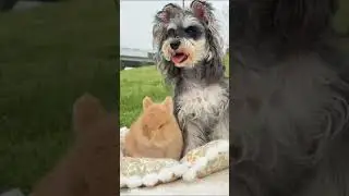 Rabbit Dog Friendship #rabbit #dog #friendship #bunny #pets #petcare #petvideos #animals #shorts