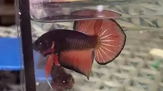 Splendens hybrid🌹 Wild Betta modern😍  #betta #wildbetta 