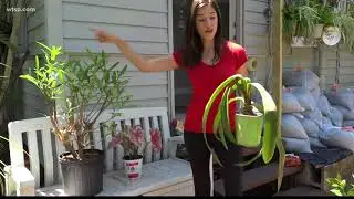 Dog poisoned by house plants