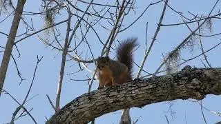 Fox squirrel barking a lot.