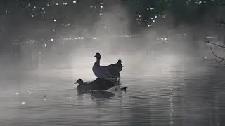 ninesprings park in yeovil