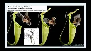 Plant Taxonomy 13a5 - Carnivorous pitcher plant convergence