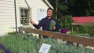 Perennial Herbs at Lavender Fields Herb Farm