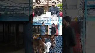 Usama Usman & Anjum Saroya at Alpha Farmhouse