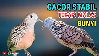 Perkutut Lokal Gacor Suara Pancingan Paling Ampuh Agar Cepat Bunyi Manggung #perkutut 