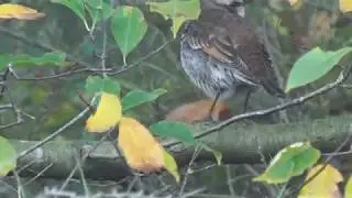 Bruine Lijster op Vlieland - Dusky Thrush 4K