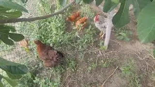 Feeding the chickens some figs