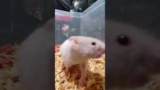Hamster are cute 🥰 #Hamster #animals #funny