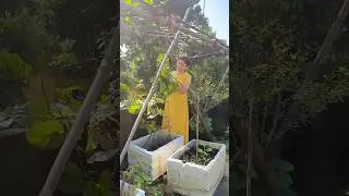 #gardening  #rooftopgarden #malabarspinacheharvesting #organicfarming #organicvegetables