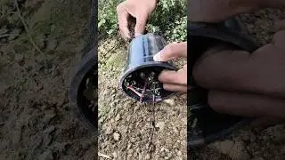 Amazing technique to grow mint from cutting!! #viral #gardening #newtechnique #true
