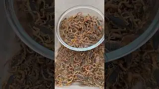 scorpion farming in china | most amazing facts about scorpions #scorpion #shorts