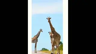 giraffe #animalsbeauty