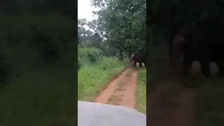 BETLA park road block by Elephant