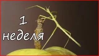 ПАЛОЧНИК //  1 НЕДЕЛЯ
