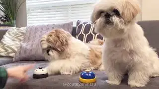 [shih tzu] Furry Babies Ring the Bells